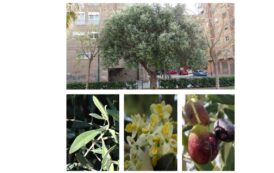 Árboles de Malilla | OLIVO