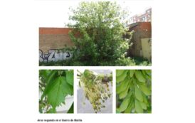 Árboles de Malilla | ÁRCE NEGUNDO