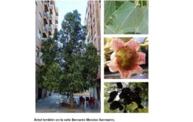 Árboles de Malilla | ÁRBOL TEMBLÓN