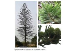 Árboles de Malilla | ARAUCARIA