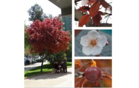 Árboles de Malilla | CIRUELO ROJO