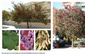 Árboles de Malilla | ÁRBOL DEL AMOR