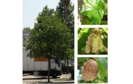 Árboles de Malilla | MORERA BLANCA