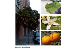 Árboles de Malilla | NARANJO AMARGO