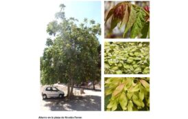 Árboles de Malilla | “ALIANTO”